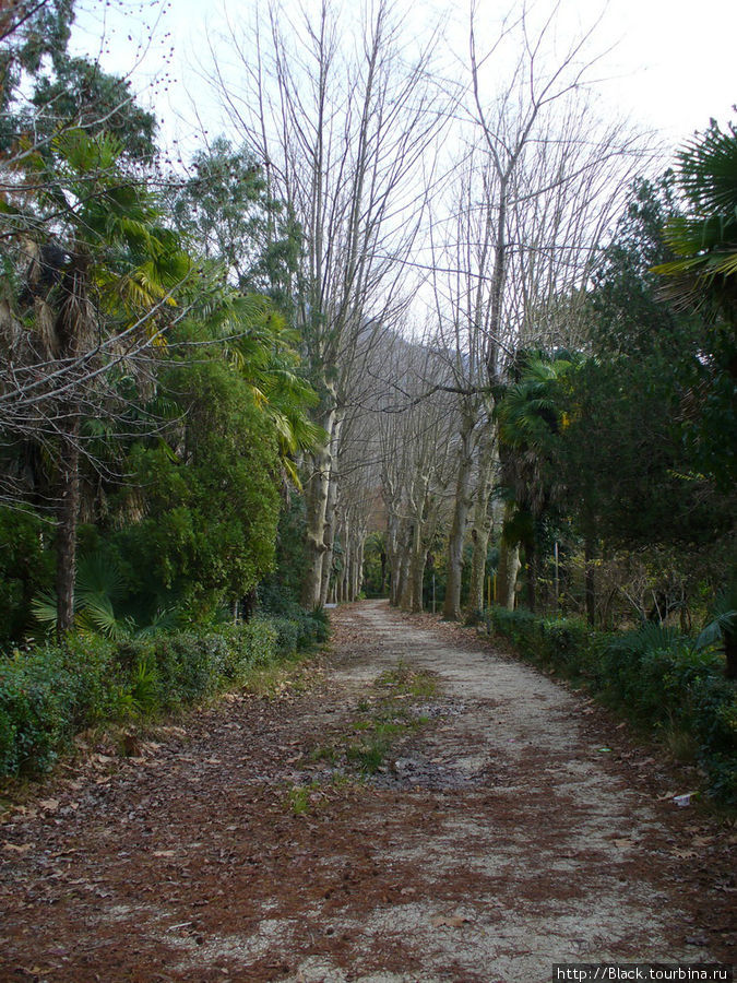 Старый парк в Старой Гагре Гагра, Абхазия