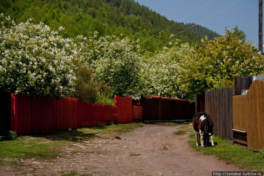 Пусть цветет черемуха у меня в саду Листвянка, Россия