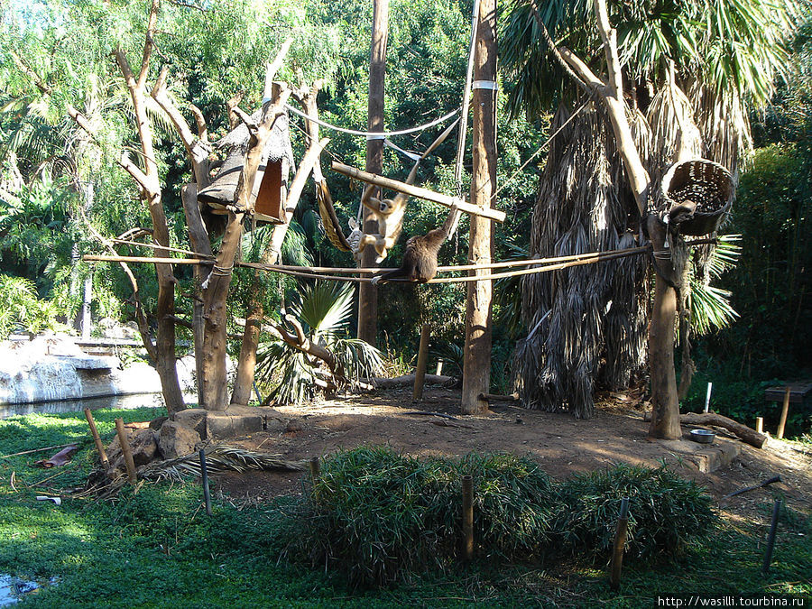 Орангутанги. Джангл-парк. Остров Тенерифе, Испания