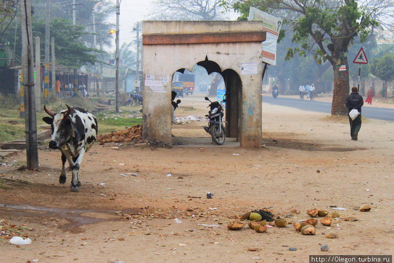 Коровам позволено гулять по всем индийским городам Майсур, Индия
