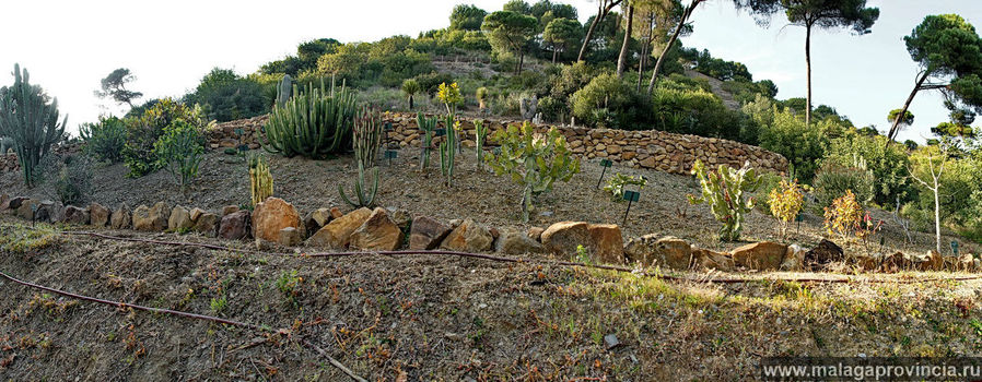 Поля кактусов Малага, Испания