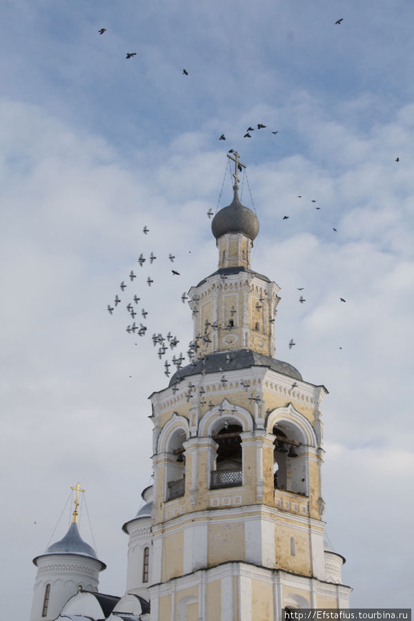 Голуби облюбвали колокольню Вологда, Россия