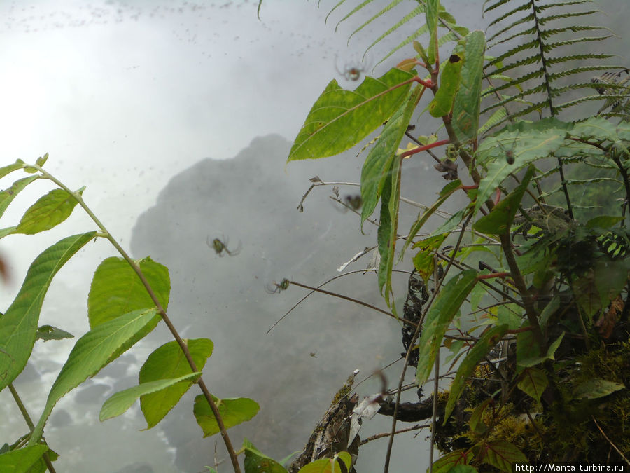 Фигово видно, но на самом деле на этом фото куча пауков. Сплошная многоуровневая паучья сеть над обрывом, и в ней больше 20 пауков и паучат. Сан-Рафаэль (водопад), Эквадор