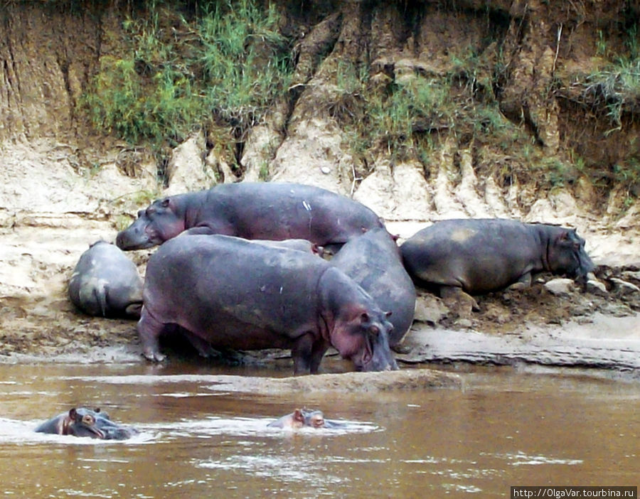 Мара — река жизни и смерти Масаи-Мара Национальный Парк, Кения