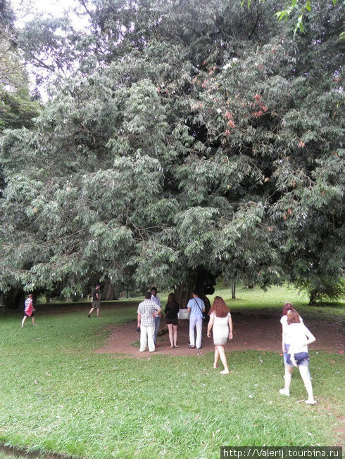 Дерево, посаженное Николаем II Южная провинция, Шри-Ланка
