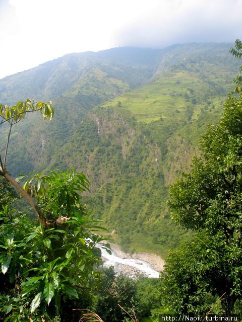 Трек вокруг Аннапурны:  от зеленых лугов к горному лесу Аннапурна Национальный Парк, Непал