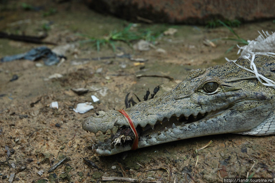 Пока вот этого “крупненького” крокодила обменивали на двух маленьких, мне удалось хорошо его рассмотреть вблизи. Папуа, Индонезия