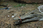 Пока вот этого “крупненького” крокодила обменивали на двух маленьких, мне удалось хорошо его рассмотреть вблизи.