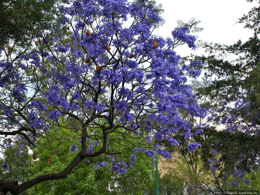 Когда цветет Жакаранда? Мехико, Мексика