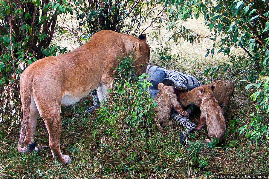 Кения. Львы, львицы и львята Кения