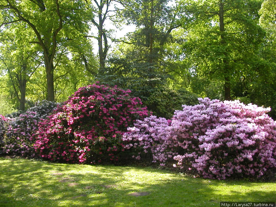 Рододендроновый парк Бремена — символ демократии Бремен, Германия