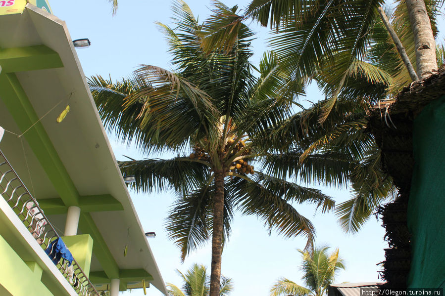 Вокруг высокие пальмы Варкала, Индия