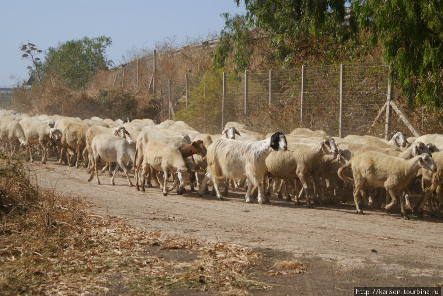 вислоухие овечки Сицилия, Италия