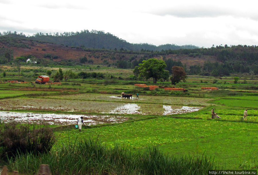 Тут же начинаются большие долины обработанной земли Провинция Туамасина, Мадагаскар