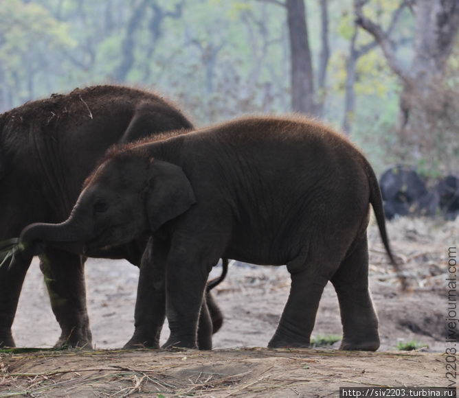 Читван — слоны и другие животные Читван Национальный Парк, Непал