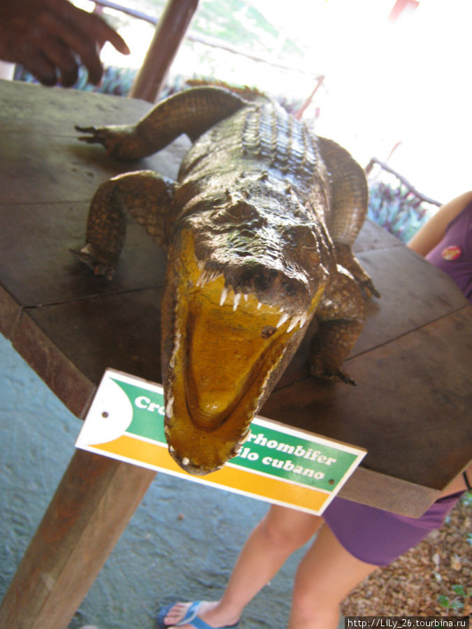 Крокодиловая ферма Куба