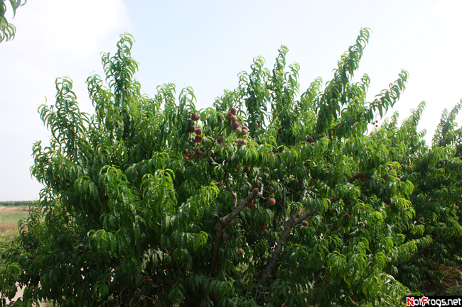 Персики Южный округ, Израиль