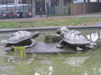 Великое множество черепах собралось в центре фонтана, ожидая весны, когда можно будет порадовать публику струями воды