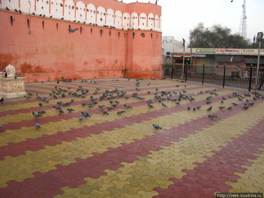 Пока только голуби Биканер, Индия