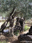 Древние маслины