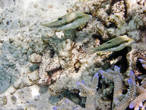 Белобрюхий острорылый иглобрюх (Canthigaster bennetti)