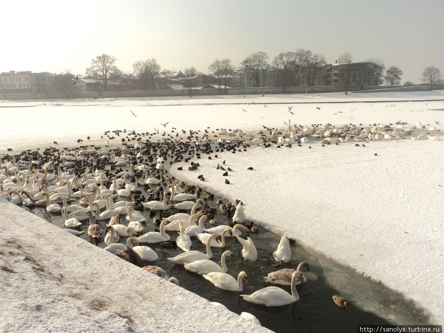 На замерзшей Висле в причудливой полынье плавали сотни птиц.. Завораживающее зрелище в 30град. мороза Краков, Польша