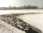 На замерзшей Висле в причудливой полынье плавали сотни птиц.. Завораживающее зрелище в 30град. мороза