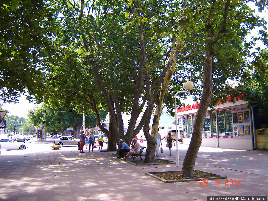 Деревья бога Геленджик, Россия