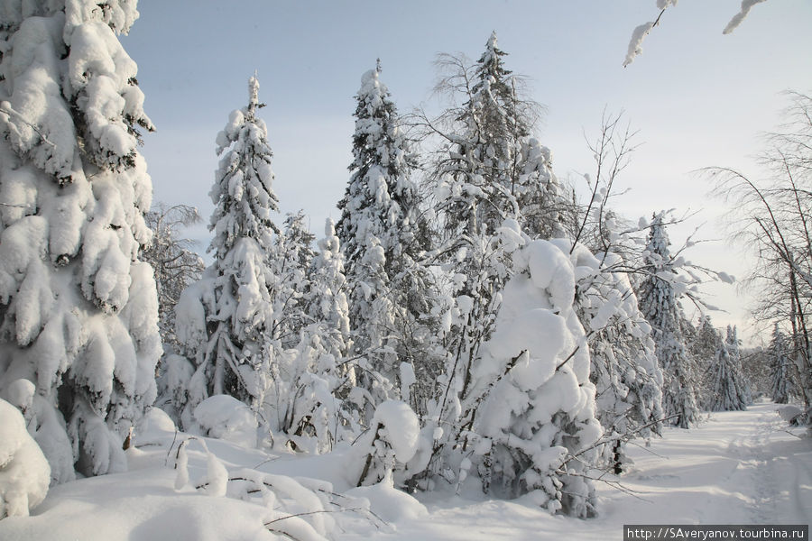 Заснеженный лес и Каменный город Пермский край, Россия