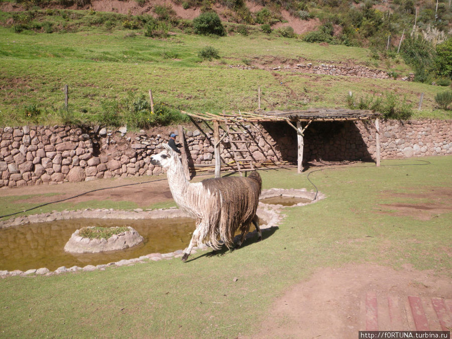 Семейство верблюдовых Куско, Перу