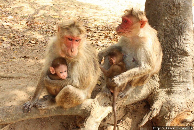 Две мамаши с детками Национальный парк Мудумалай, Индия