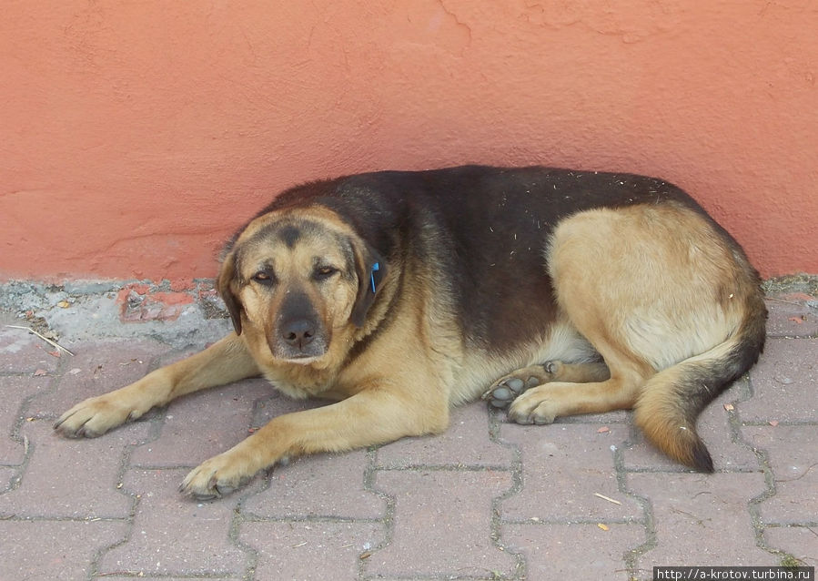 проснувшаяся собака Стамбул, Турция