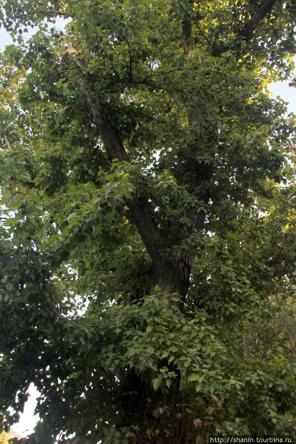 Вечный тополь — дерево пережило Сталинградскую битву и до сих пор зеленеет. Волгоград, Россия