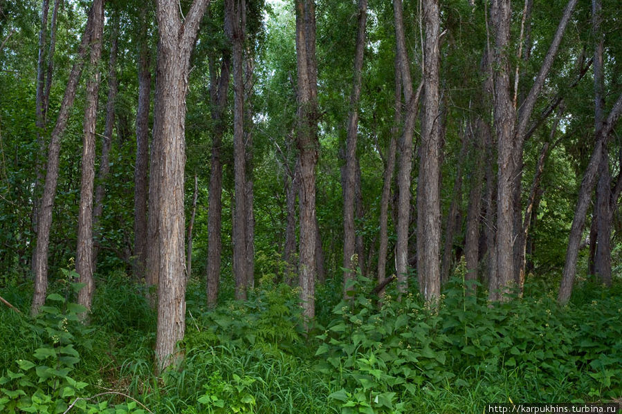 Лес в долине реки Хинджа. Магаданская область, Россия