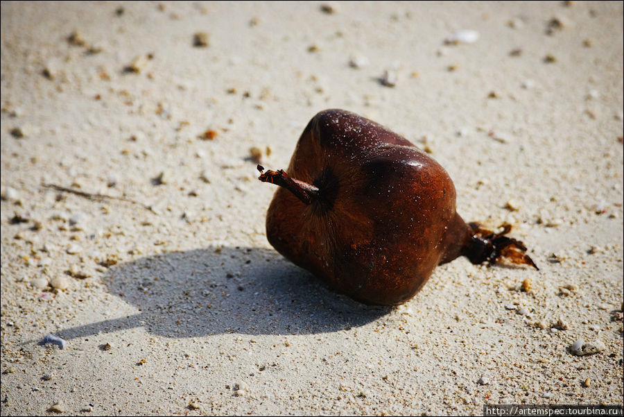 Океан выбросил орех пальмы, тень от которого напоминает яблоко. Суматра, Индонезия