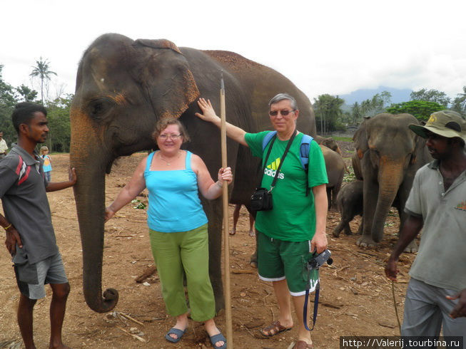 Шри Ланка (5) Коллективное купание, или слоны и гигиена. …