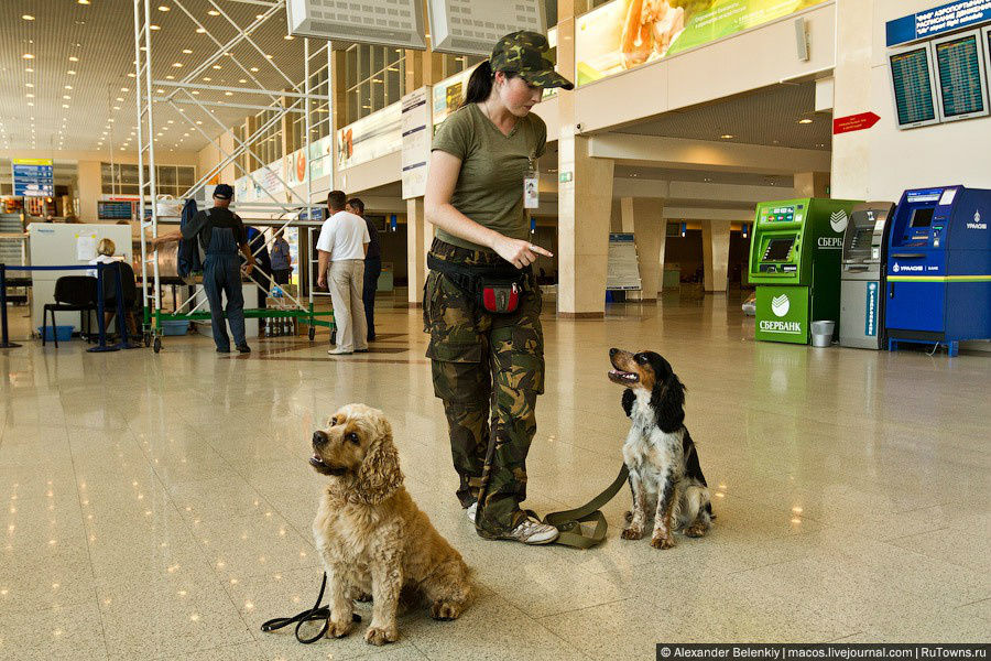 Как вы догадываетесь, у аэропорта есть своя служба безопасности. В ней несут вахту в том числе собаки, специально обученные на поиск взрывчатки и наркотиков. Уфа, Россия