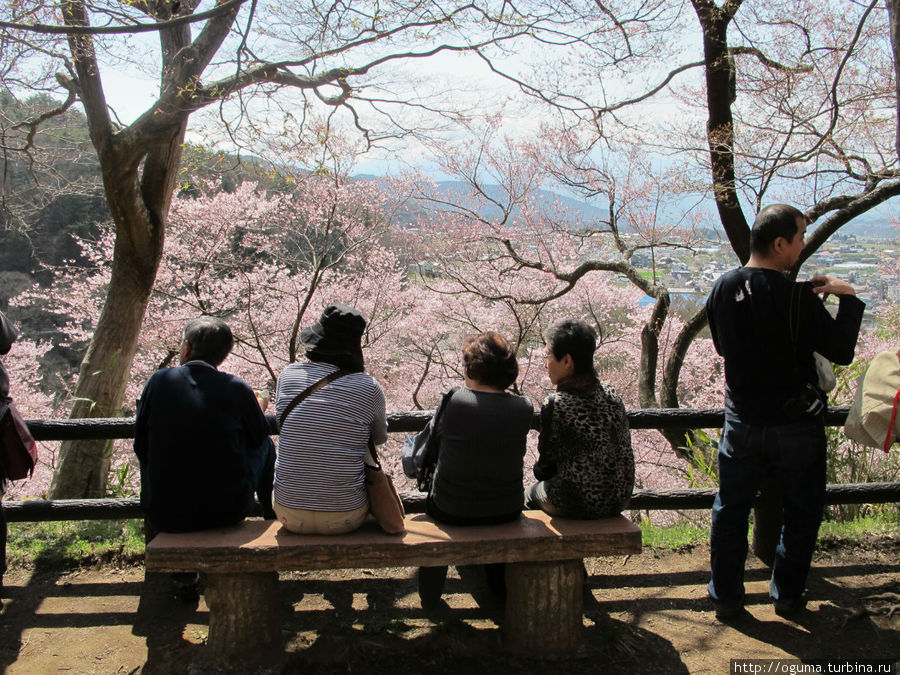 Парк возвышается над местностью (крепости именно на таких местах раньше и строили), поэтому сидим и полюбуемся видами на окрестности, в обрамлении цветущей сакурой Ина, Япония