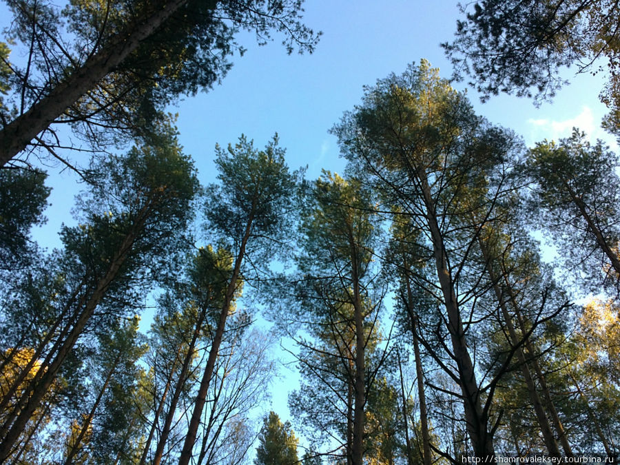 Солнечное воскресенье в сосновом лесу Санкт-Петербург и Ленинградская область, Россия