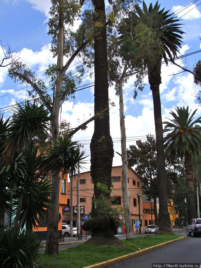 Посмотрите на низ пальмы, на ней растет другой цветок Мехико, Мексика