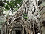 Корни вековых деревьев храма Ангкор-ватт