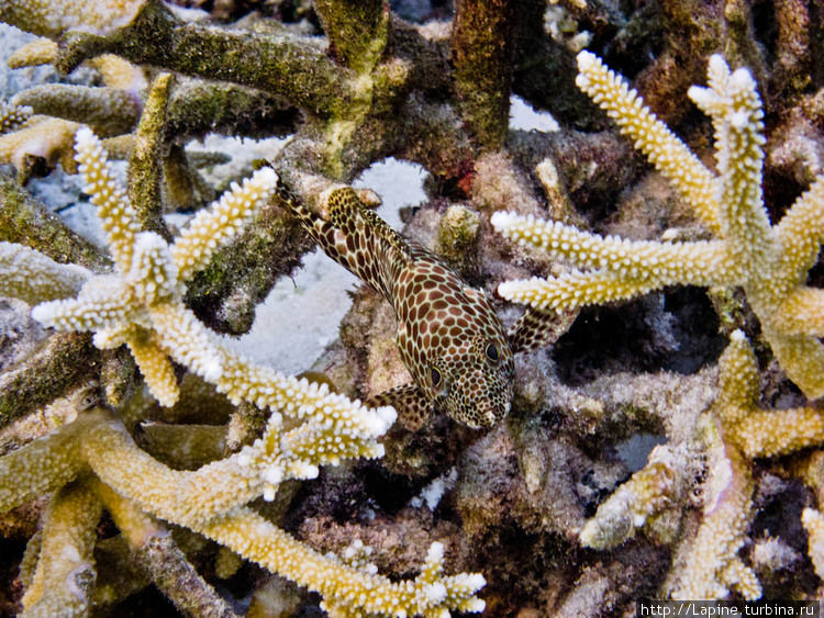 Маленький четырехпятнистый группер (Epinephelus spilotoceps) Южный Ари Атолл, Мальдивские острова