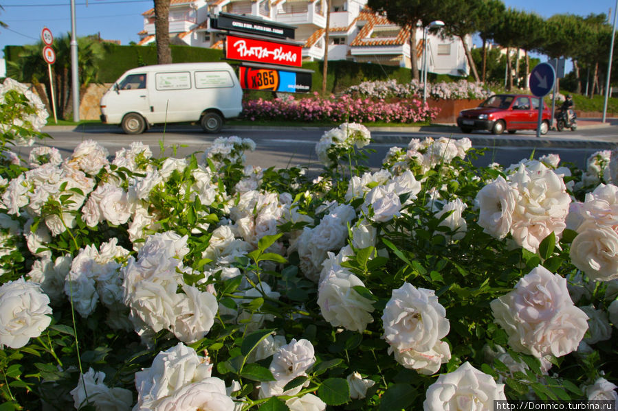 А роза упала на лапу Азора... Каталония, Испания