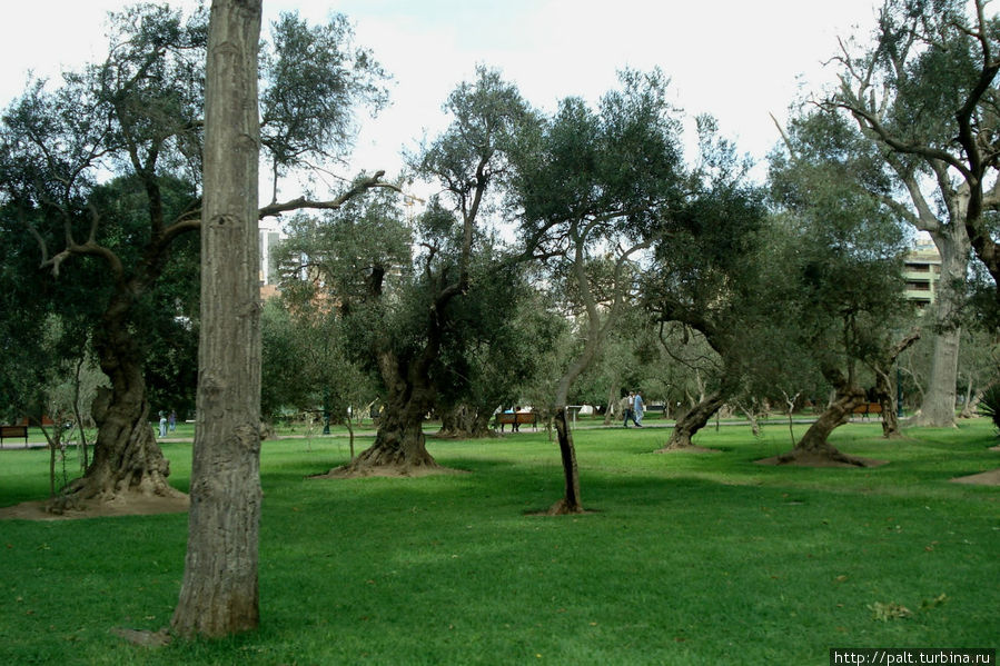 Вековые оливы Сан-Исидро до сих пор плодоносят Лима, Перу