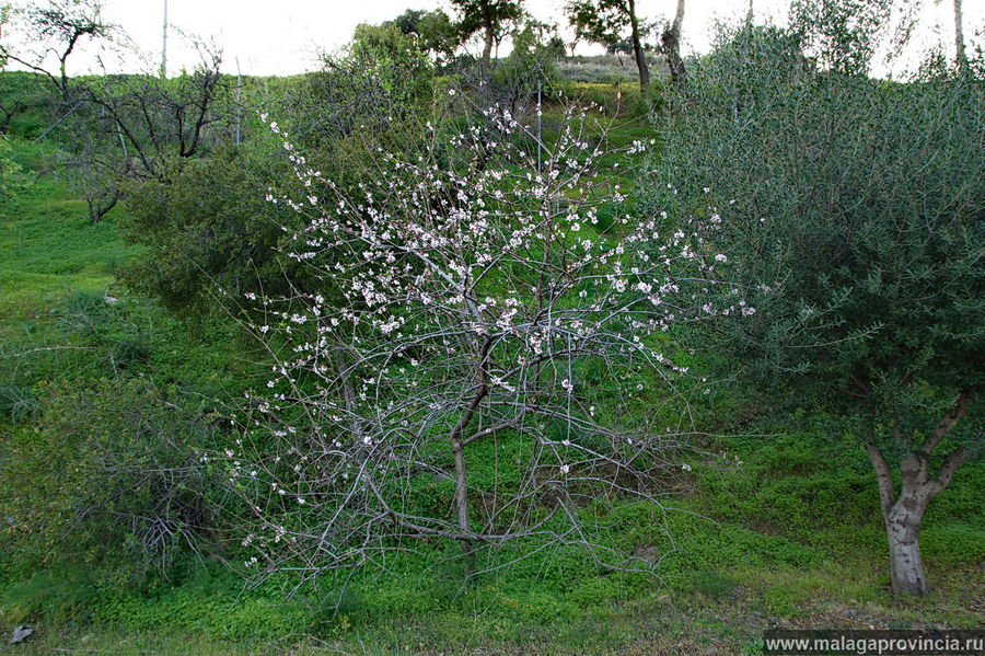 Так цветет миндаль Малага, Испания