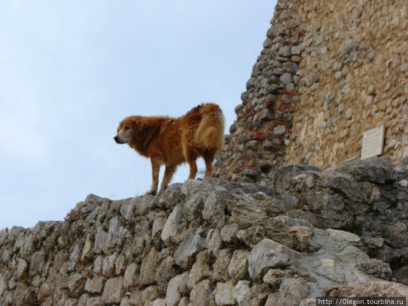 Возможно душа албанского героя переместилась в эту собачку Круя, Албания