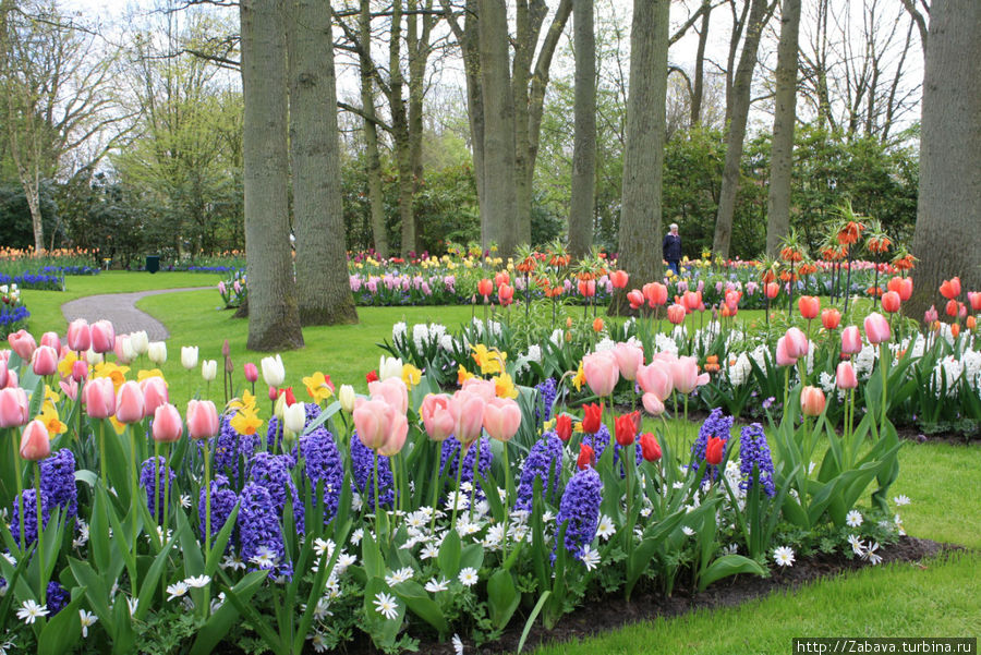 Алхимия весны: Кёкенхоф Лиссе, Нидерланды