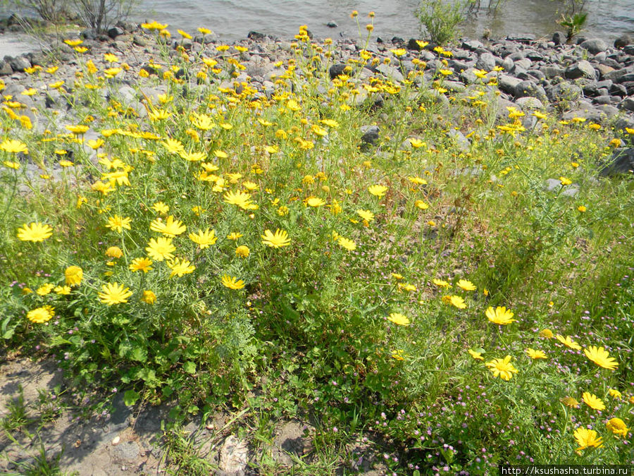 Весной вся земля цветет -до самой кромки озера Капернаум, Израиль