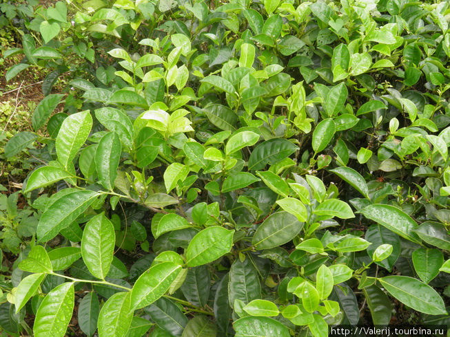 Попробуйте сорвать именно верхушечную часть, при условии, что на килогамм сухого чая приходится четыре кг сырья. Канди, Шри-Ланка