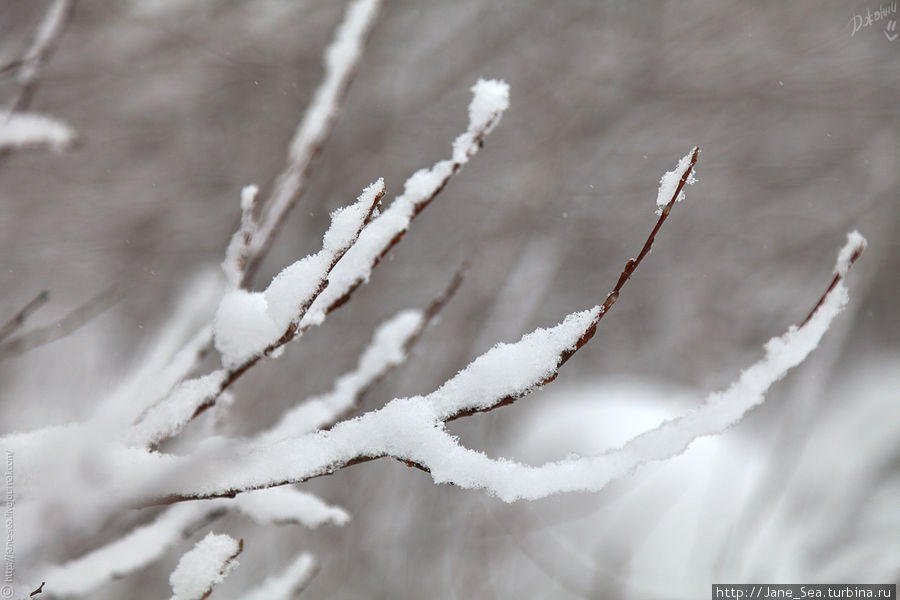 Руки-ветки Морщихинская, Россия